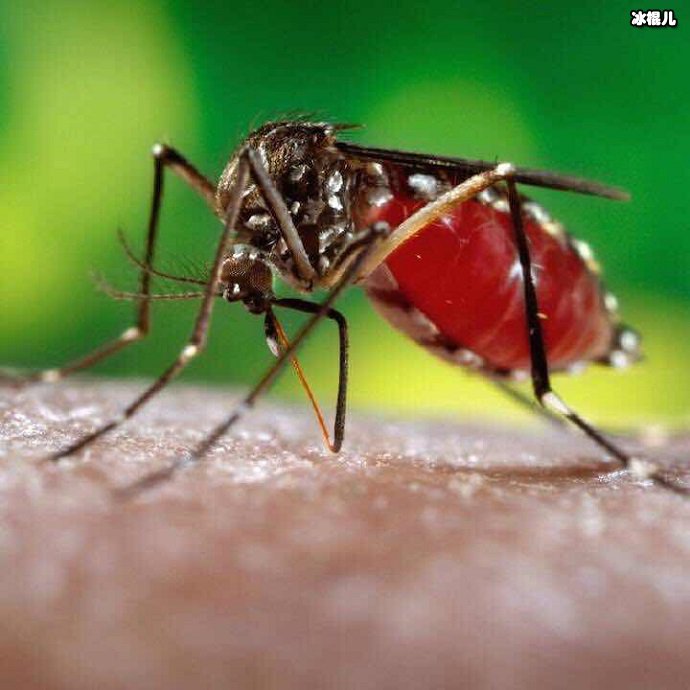微观拍摄的蚊子