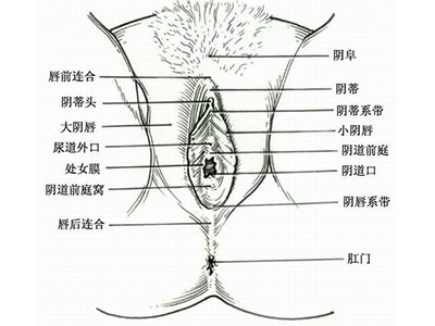 女人下面的真实模样 女人下面的真实模样