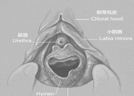 女人下面的真实模样 女人下面的真实模样