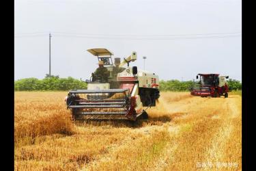 蔡甸张湾自动化收割机助力小麦收割 喜获丰收