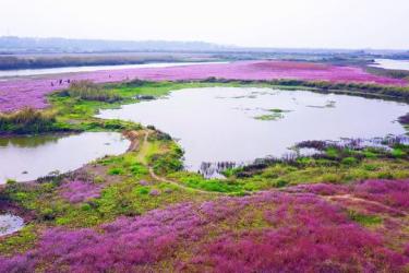 蔡甸桐湖成立5个河湖湿地保护站